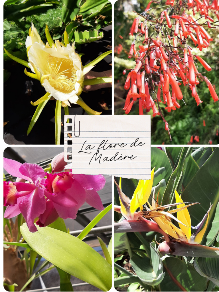 post instagram collage photos objectifs simple nature